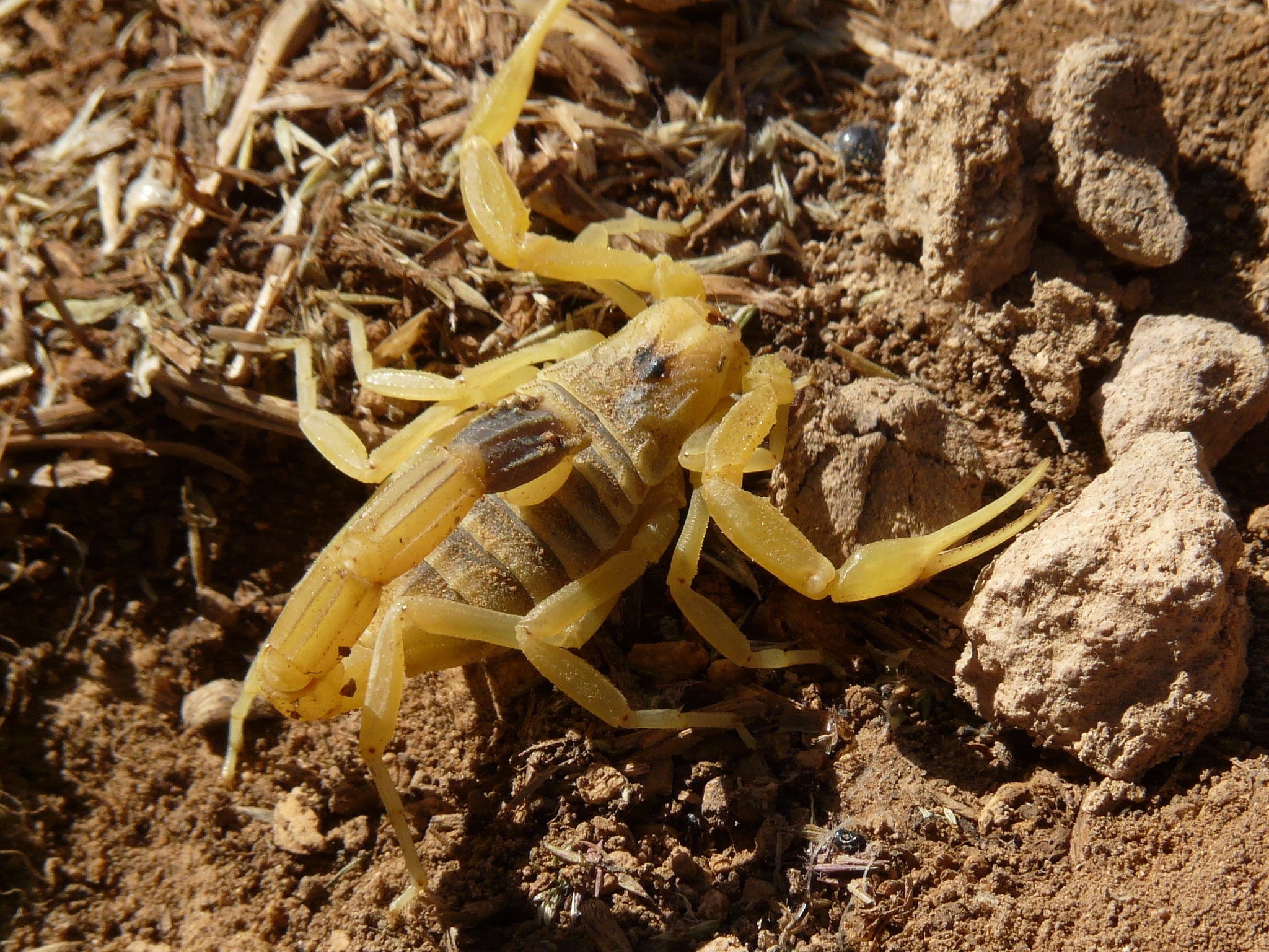 Deathstalker scorpion
