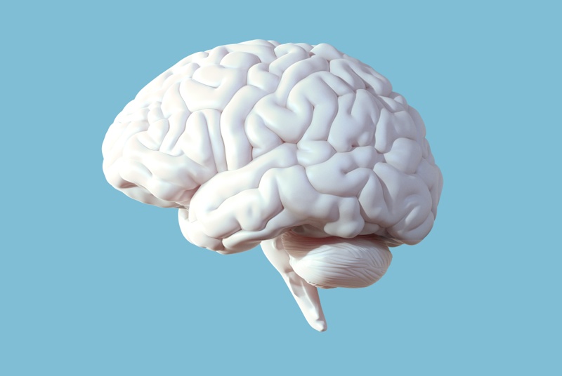 Brain