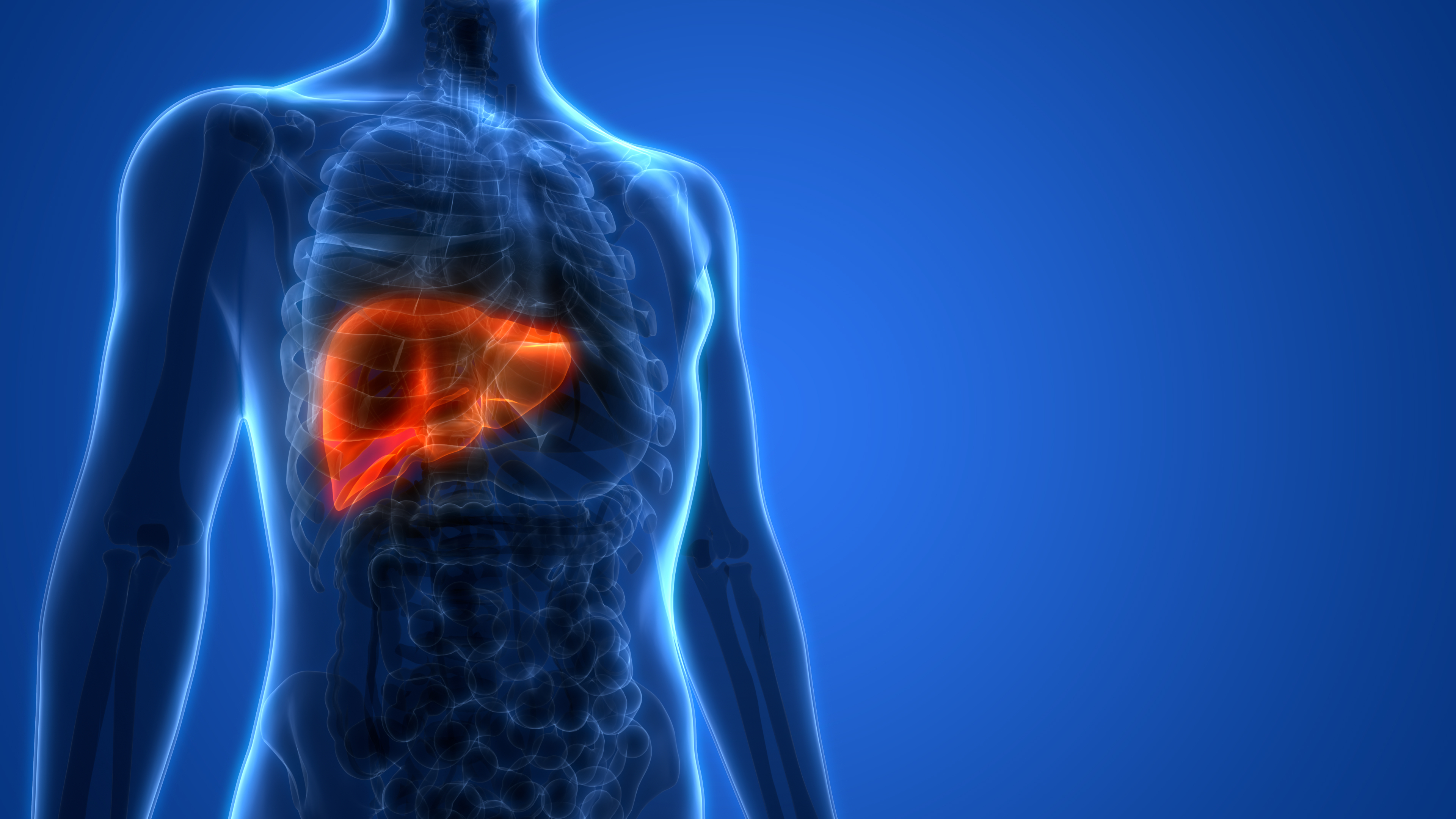 Liver