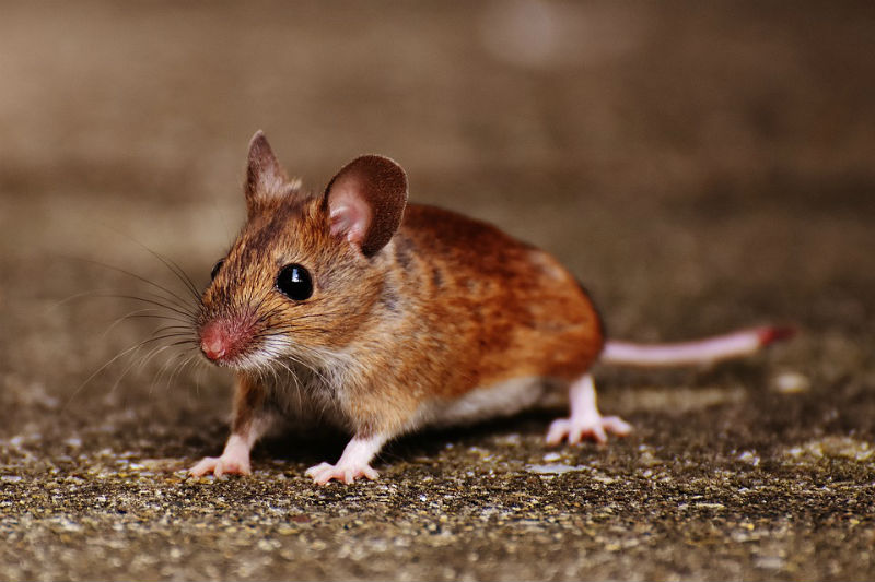 Mouse