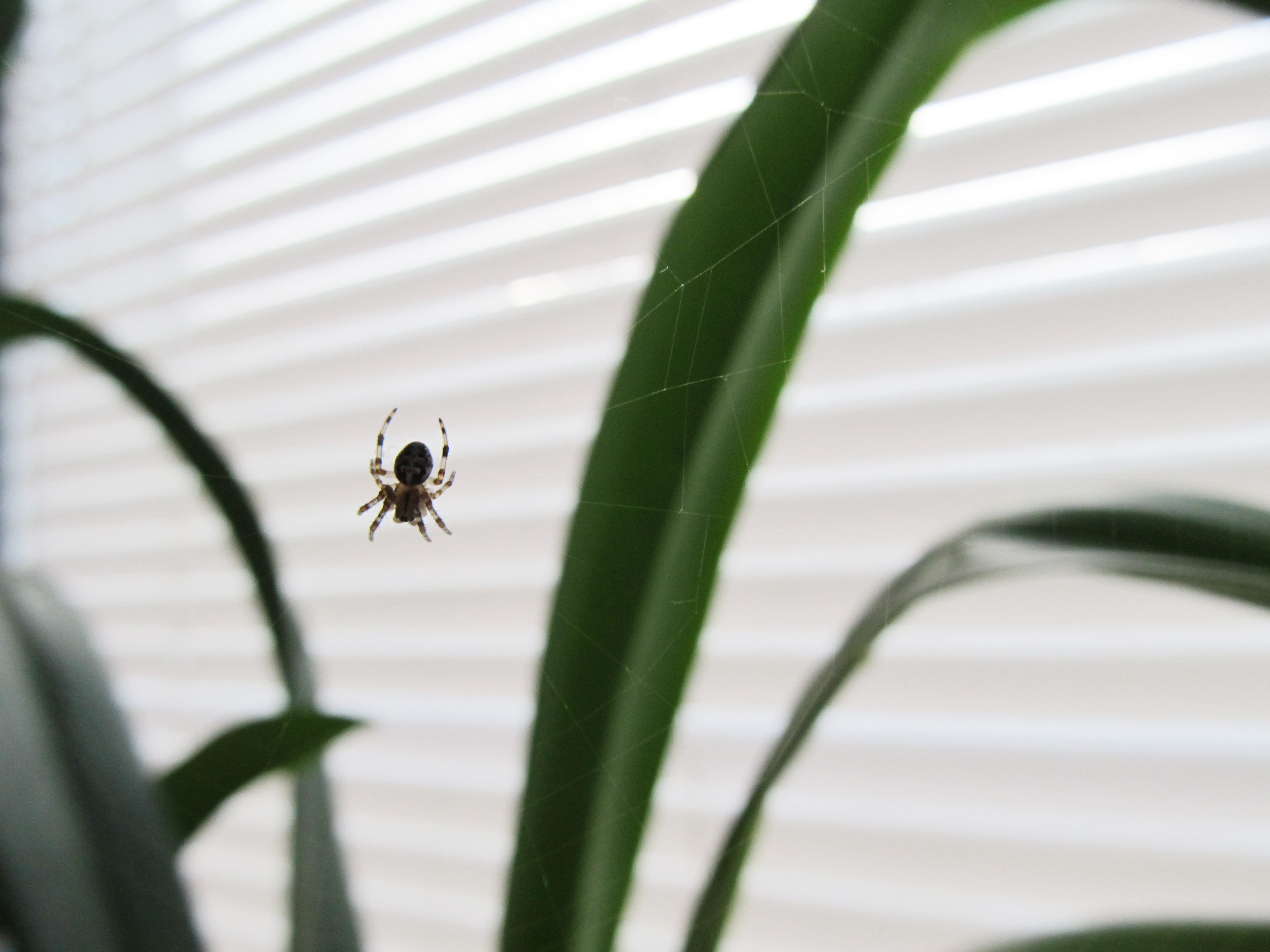 Spider