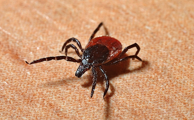 Tick Lyme