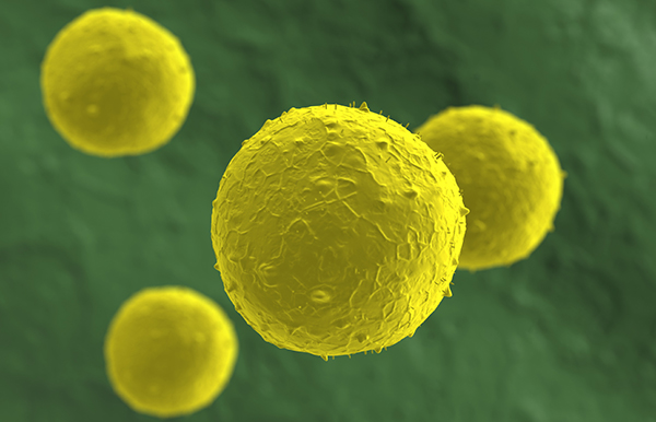 Stem cells 
