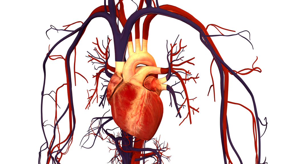 heart