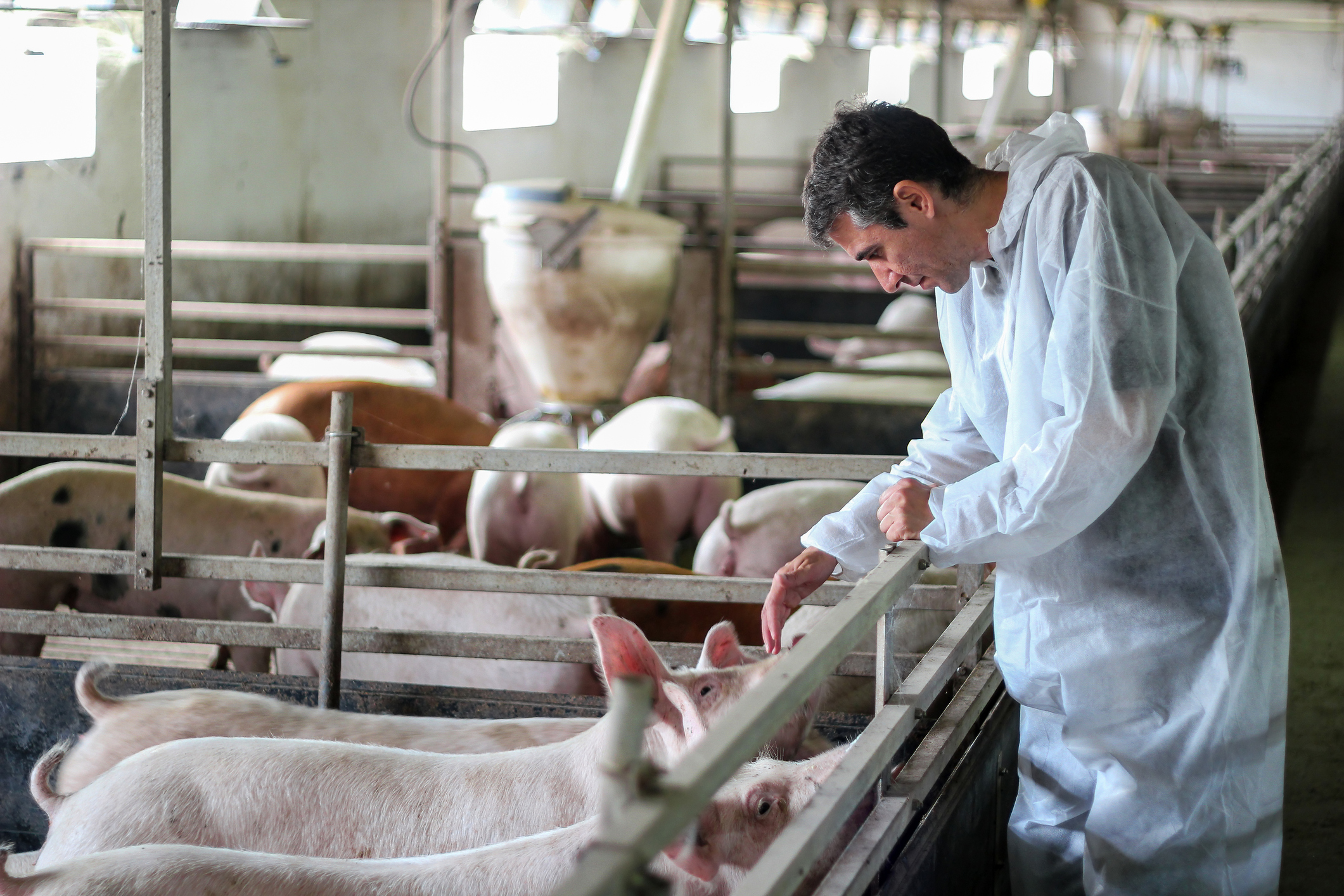 Pigs