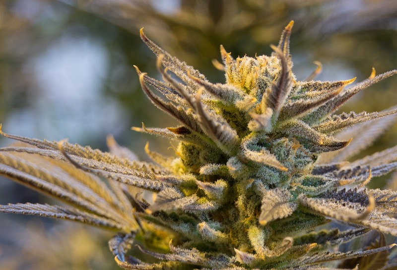 Cannabis plant