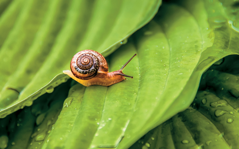 Snail