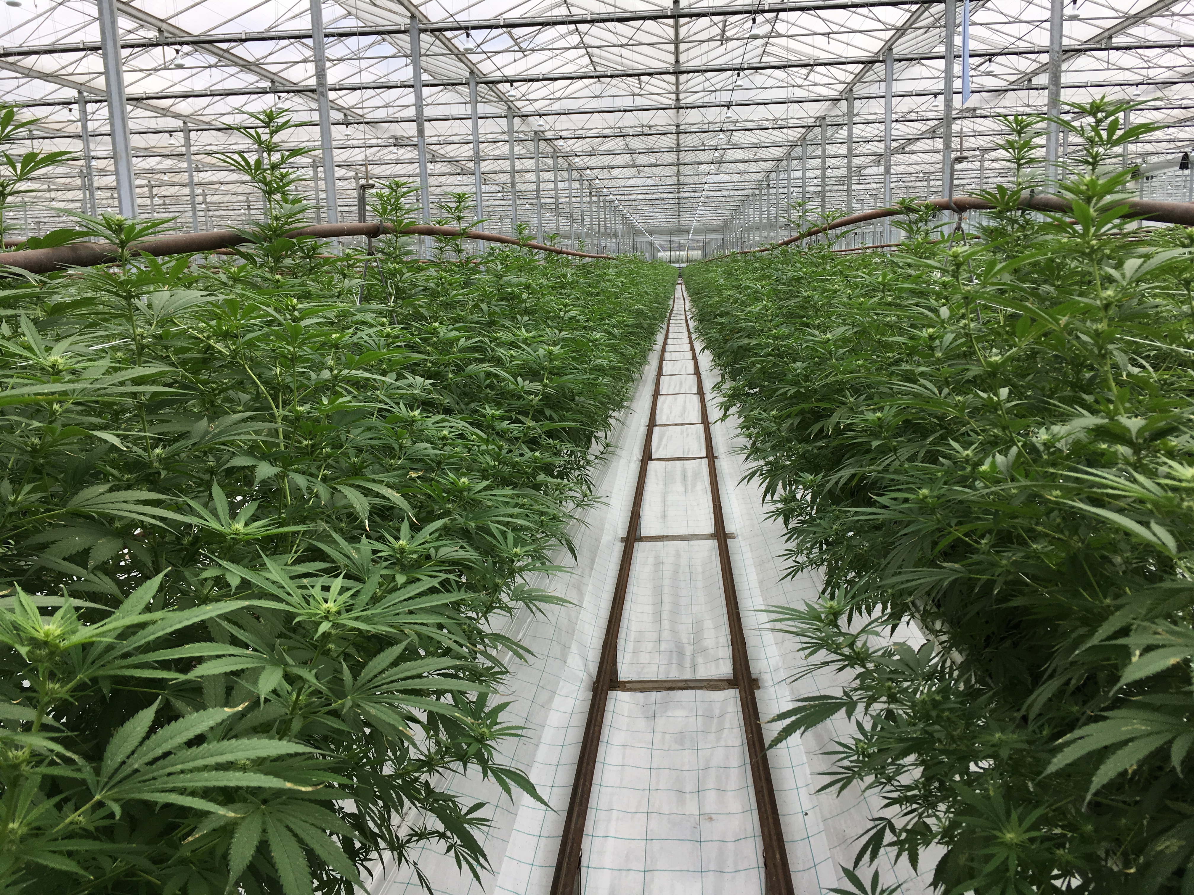 GW Pharma growing area for CBD Epidiolex