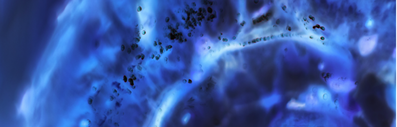 viral vector